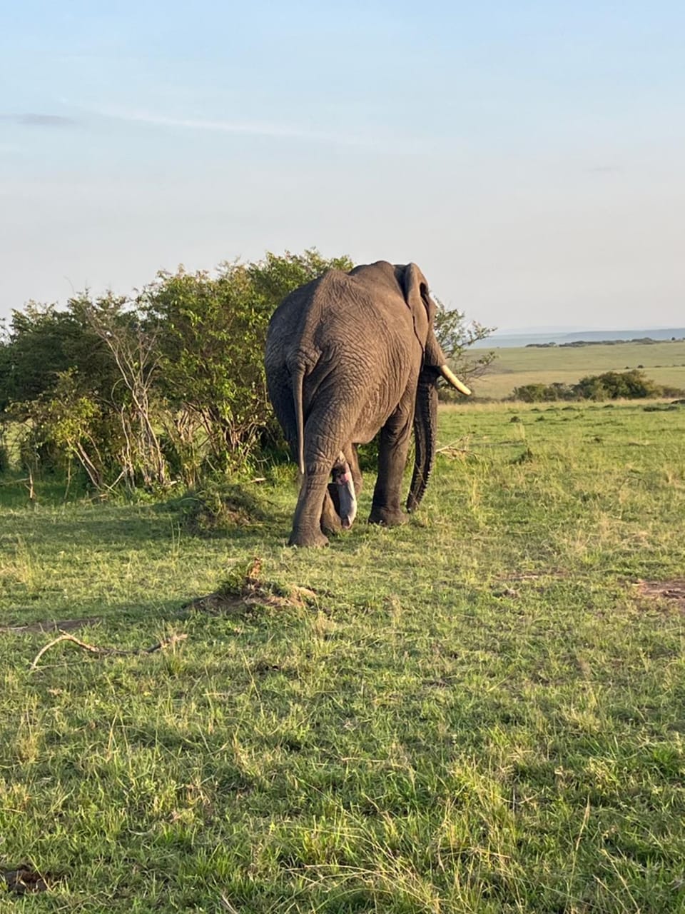 RetoSafarisMara Bed and Breakfast in Kenya