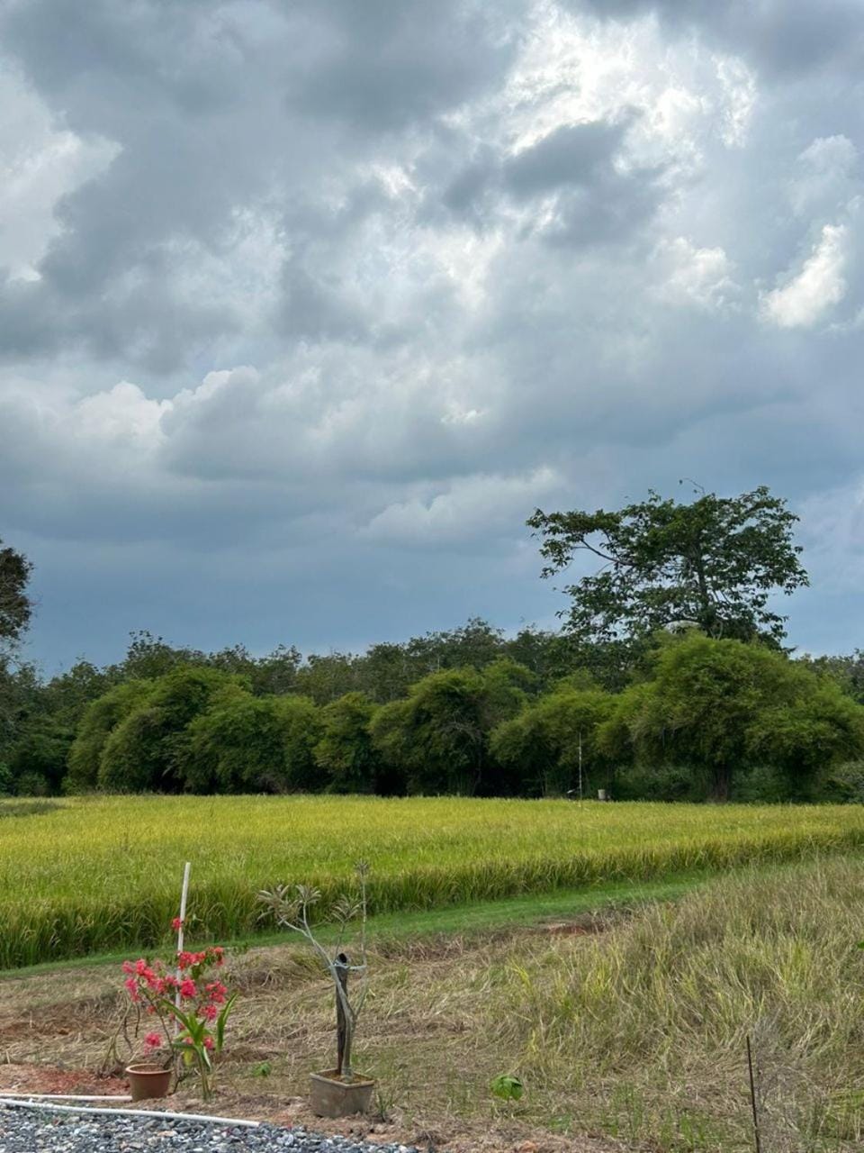Natural landscape