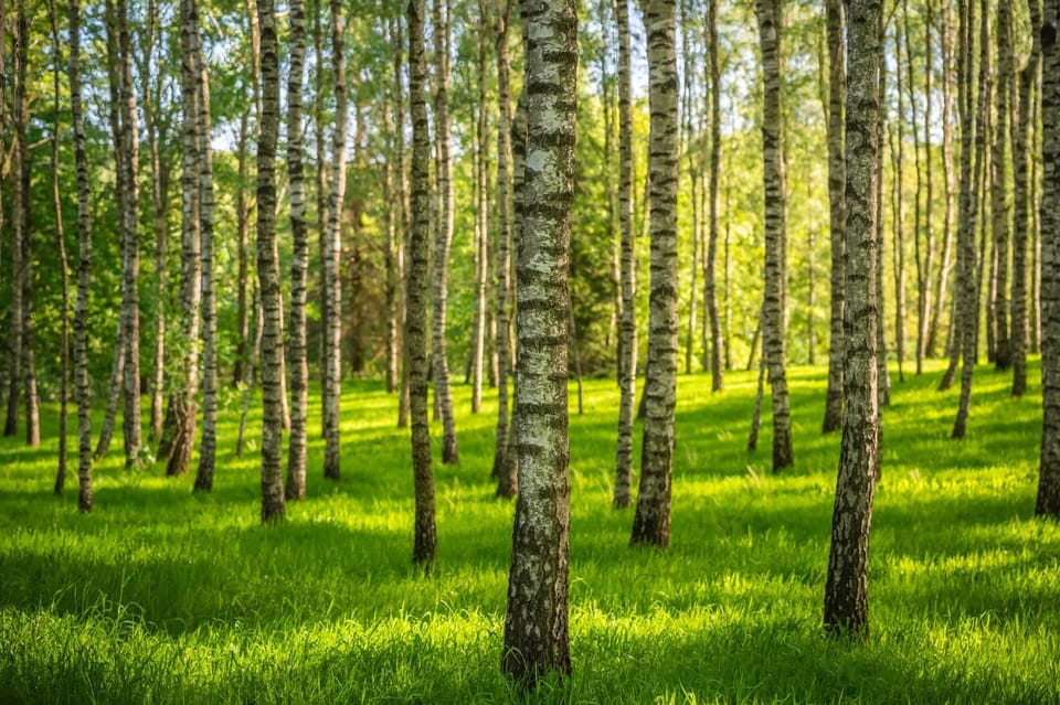 Natural landscape