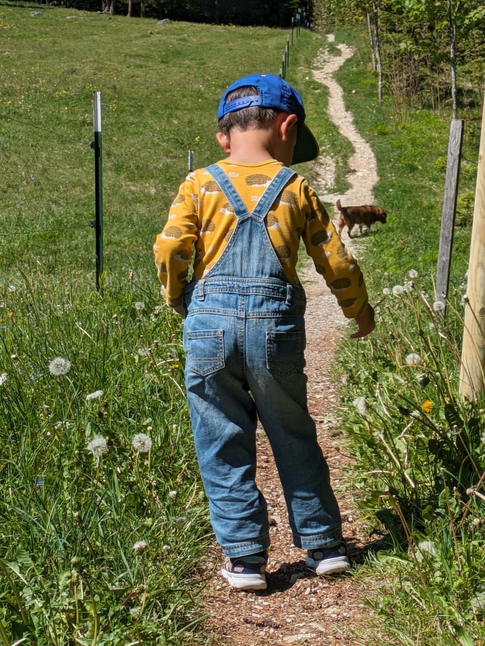 Nattersbergalm Farm Stay in Salzburgerland