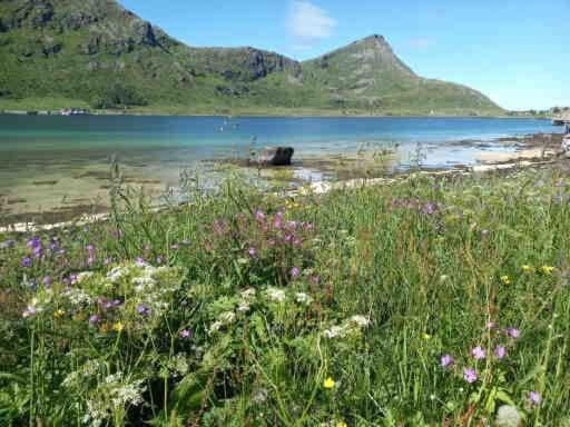 Lofotenhaus direkt am Skjelfjord Apartment in Lofoten