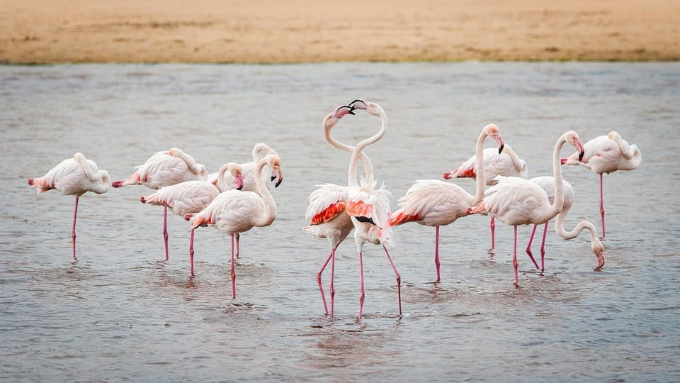 Animals
