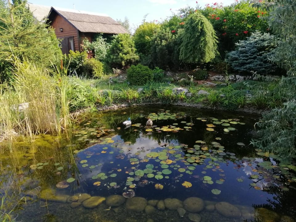 Lake view