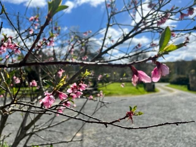 Spring