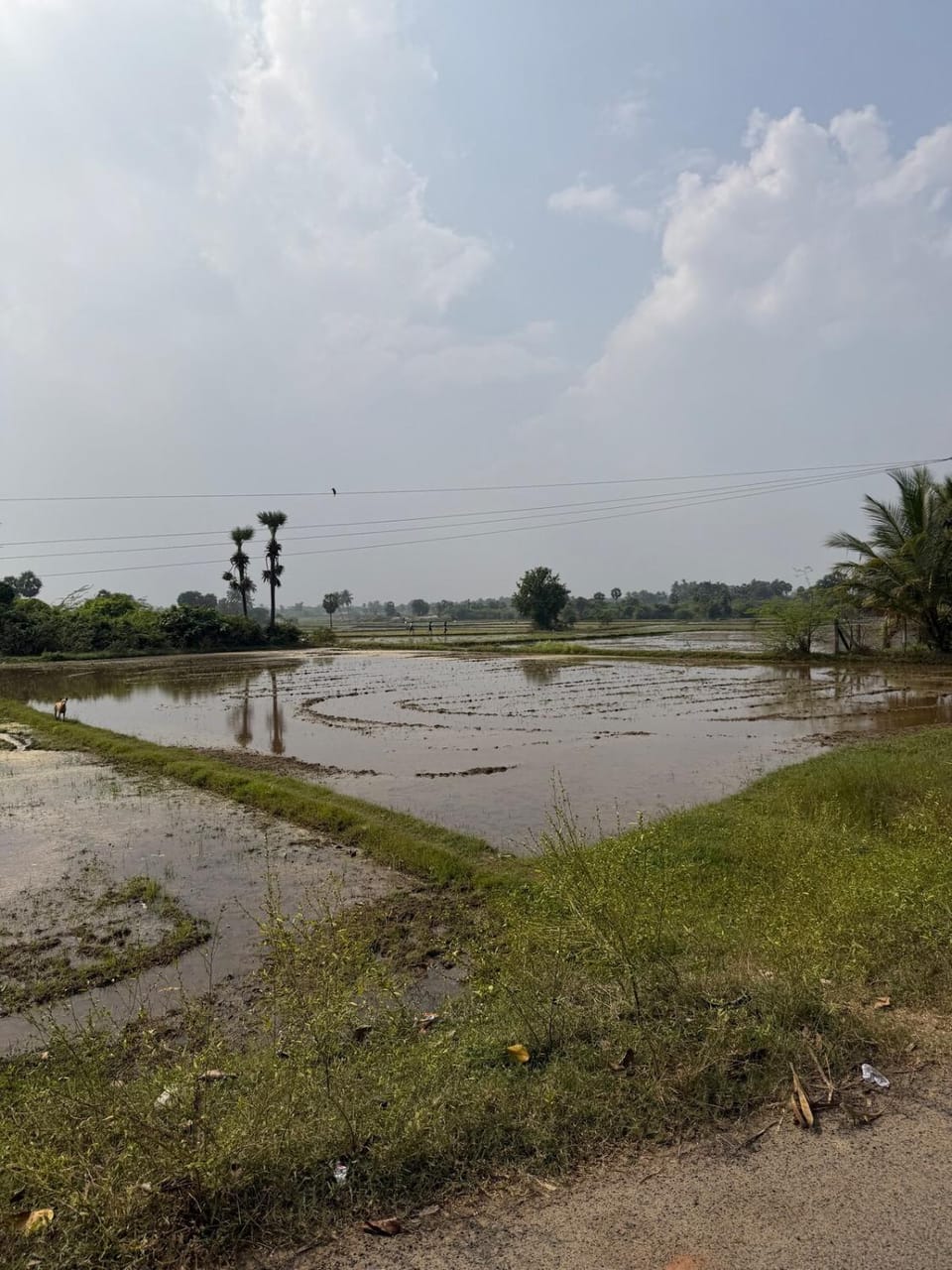 Natural landscape