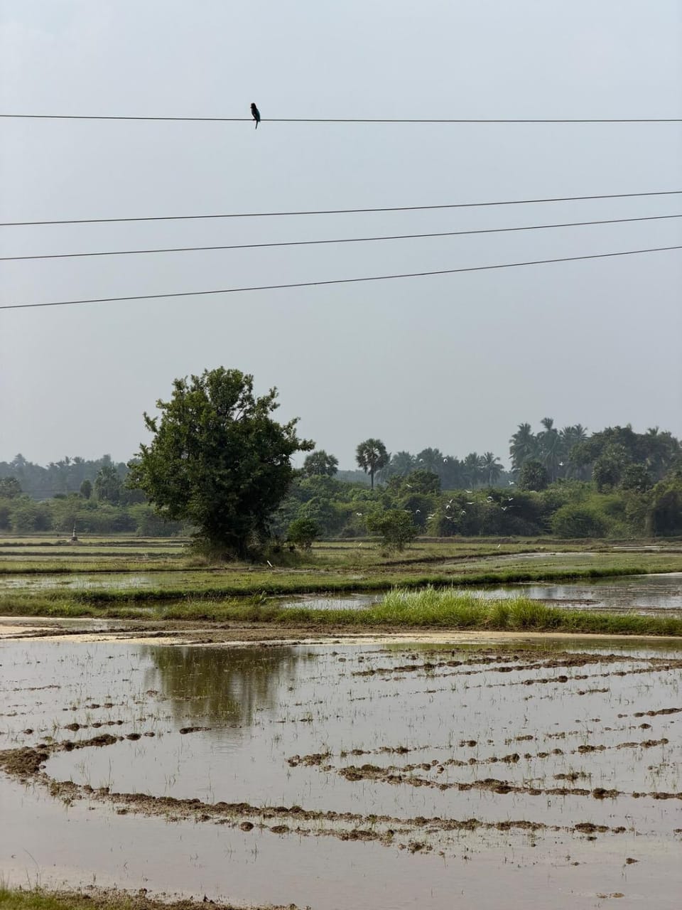 Natural landscape