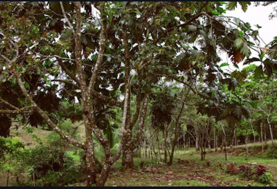 Cabana Castaña Apartment in Alajuela Province