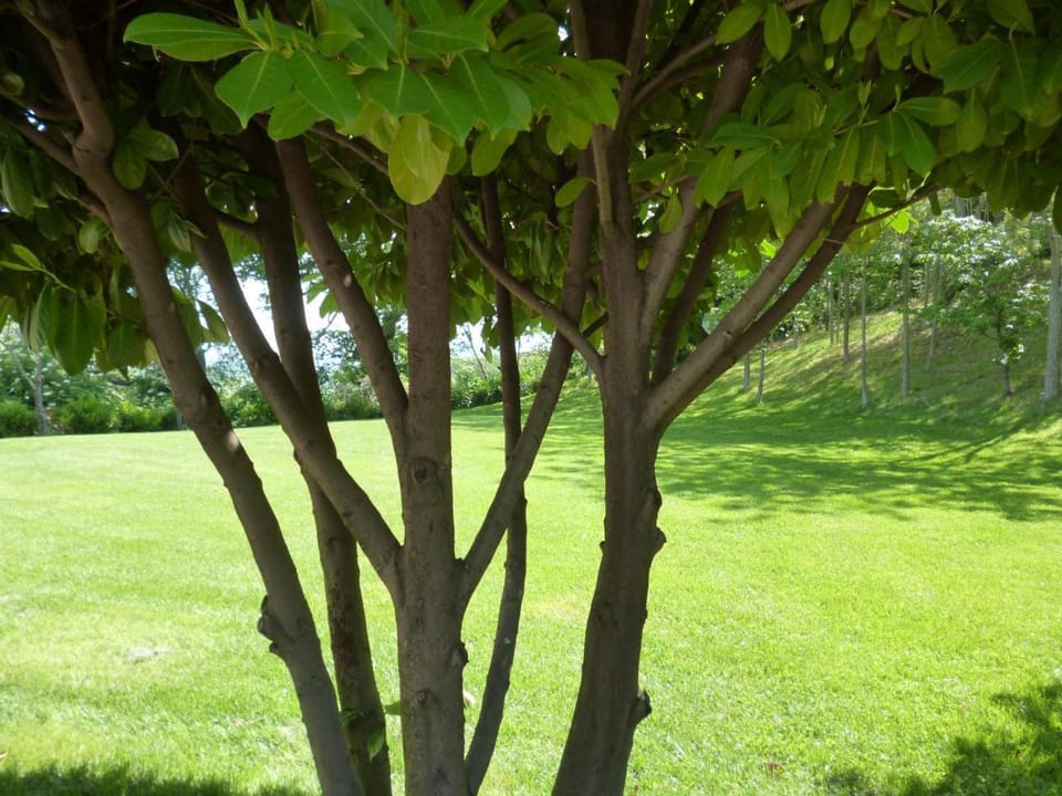 Spring, Day, Natural landscape, Garden, Garden view