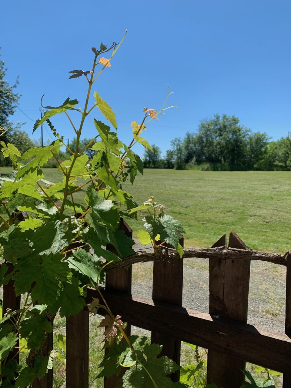 Natural landscape, Garden, Garden view