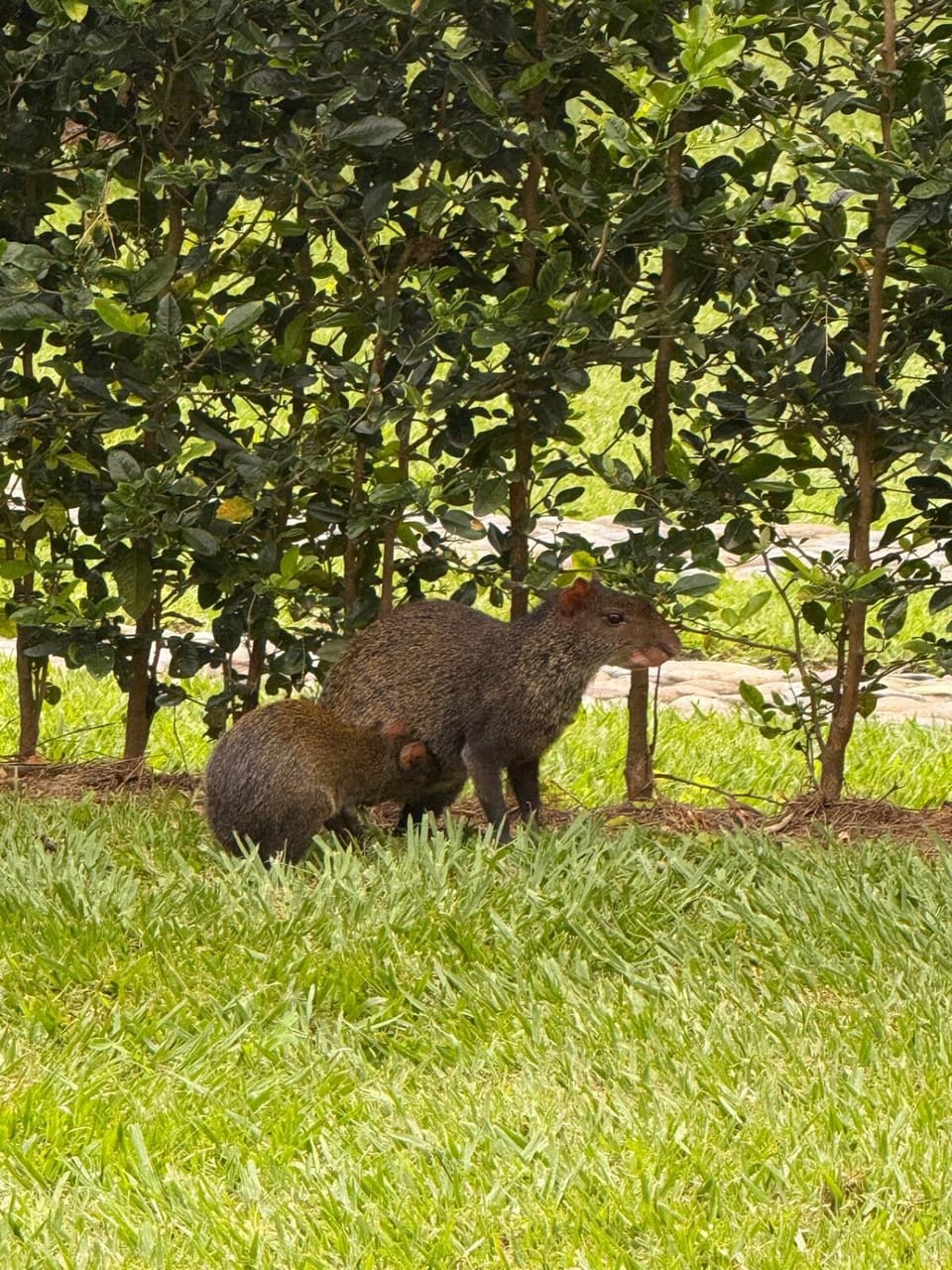 Natural landscape, Animals