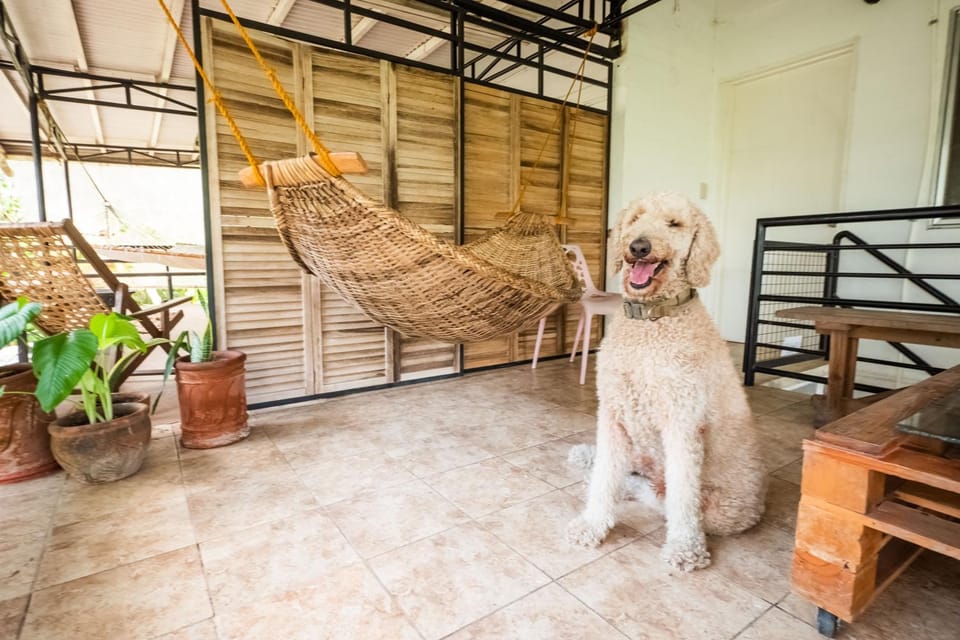 Animals, Pets