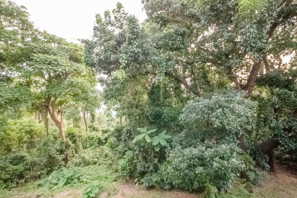 FOREST Nest with Self-Service Breakfast - Birds, Monkeys, Pet Friendly with a Fee Apartment in Subic