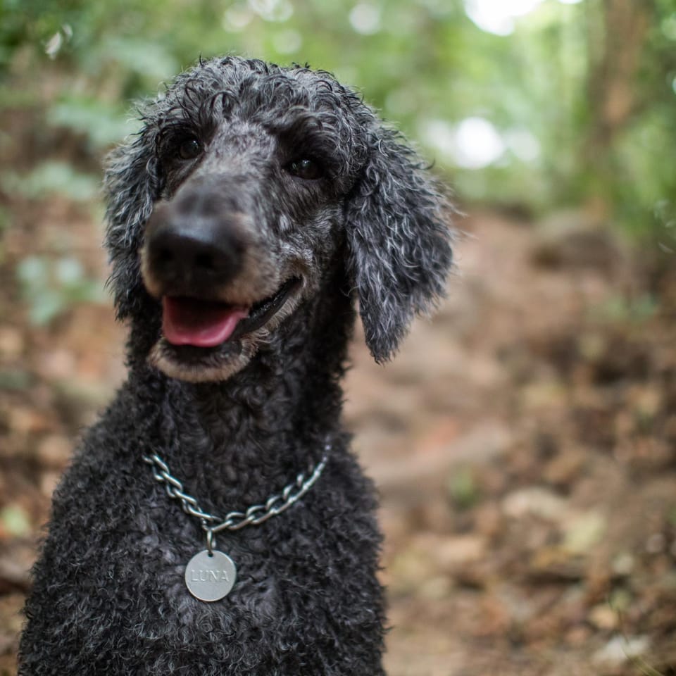 Natural landscape, Pets