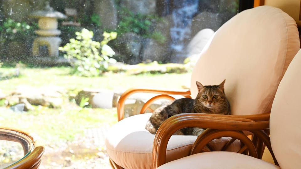 Garden, Pets, Garden view