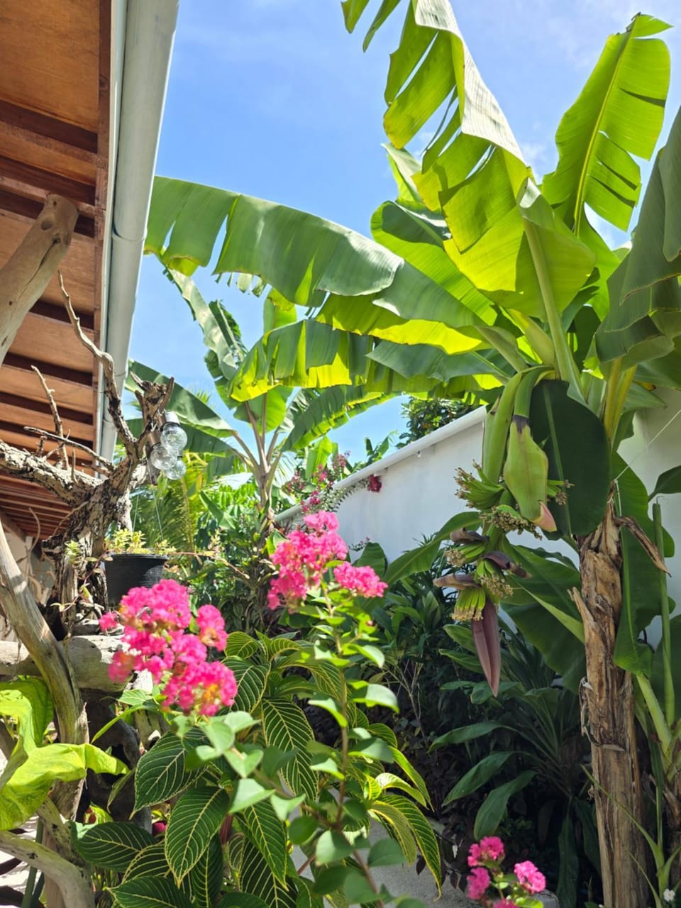 Veli garden thoddoo Bed and Breakfast in Maldives