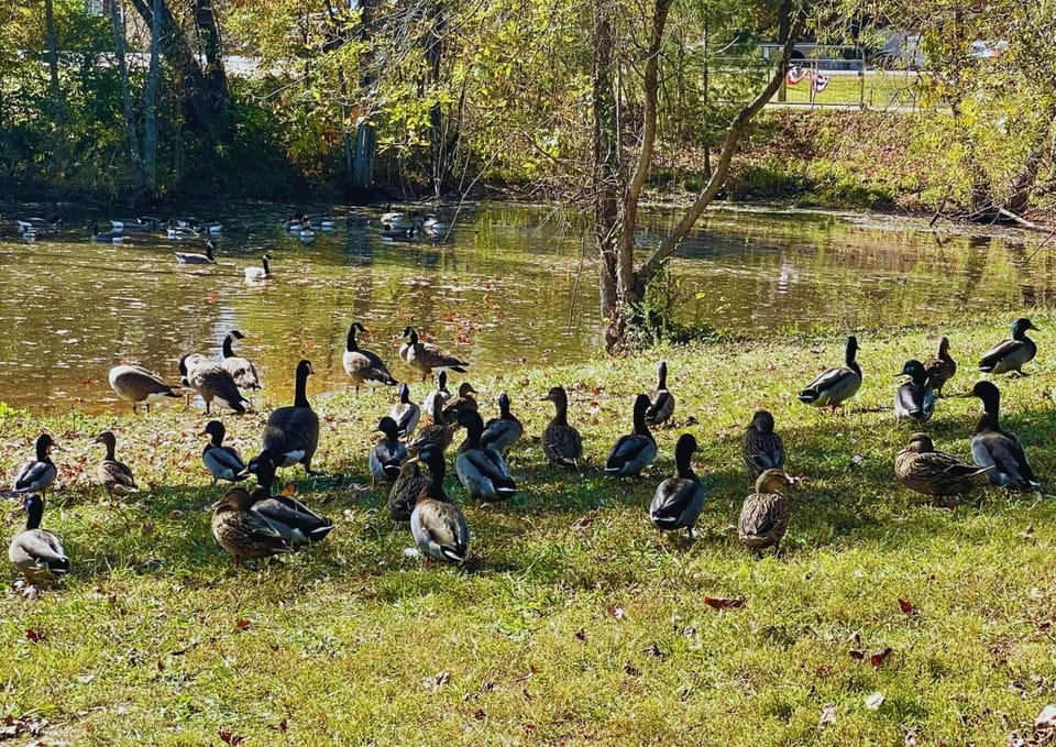 Firepit, close to parkway, hot tub, tons of games! House in Sevierville