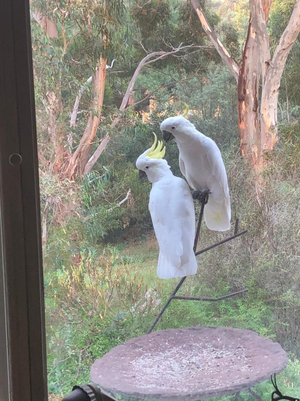 Bird Haven Central Castlemaine Apartment in Castlemaine