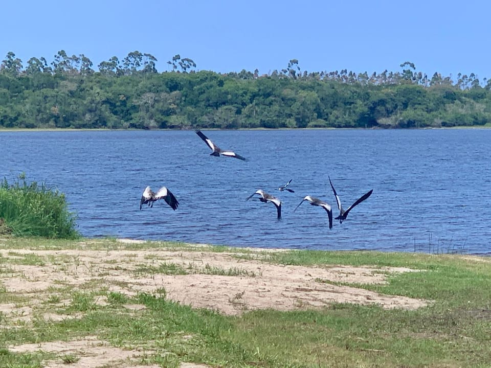 Day, Natural landscape, Animals, Lake view