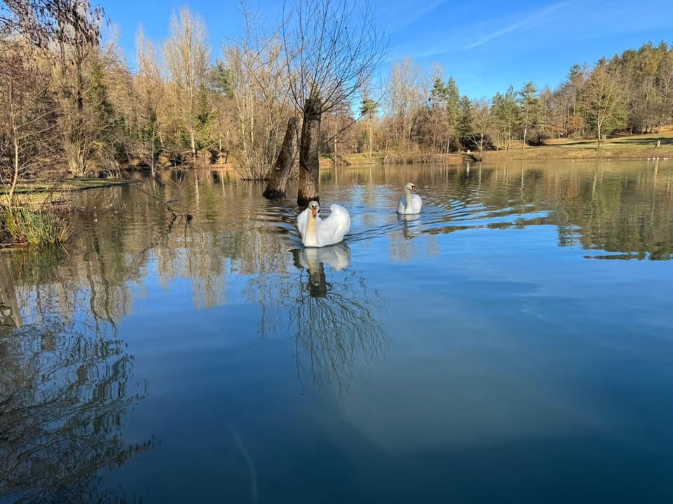 Il Lago dei Cigni - Glamping & Restaurant Luxury tent in Tuscany