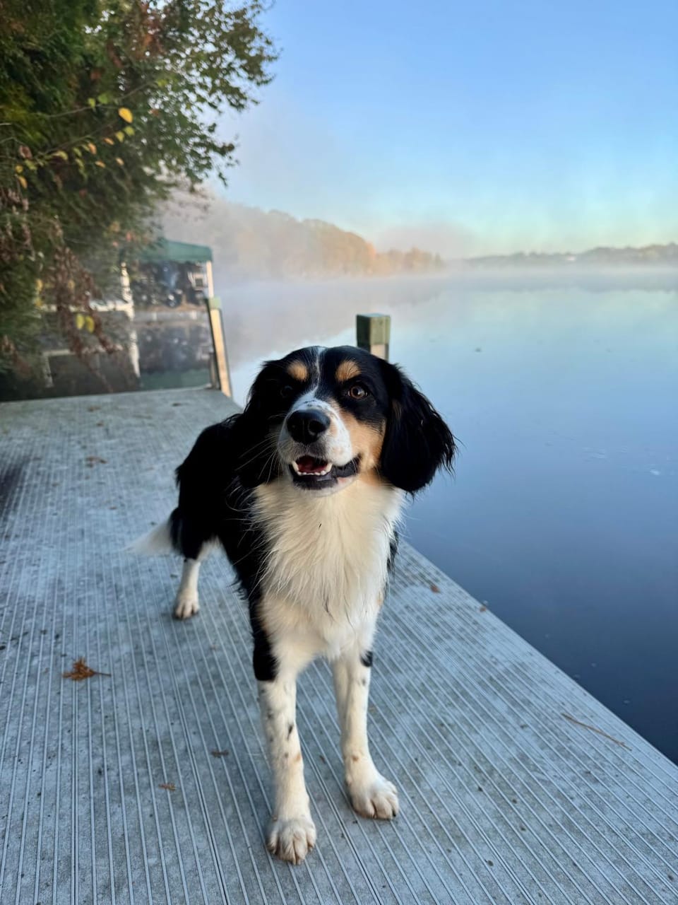 Natural landscape, Pets, Lake view