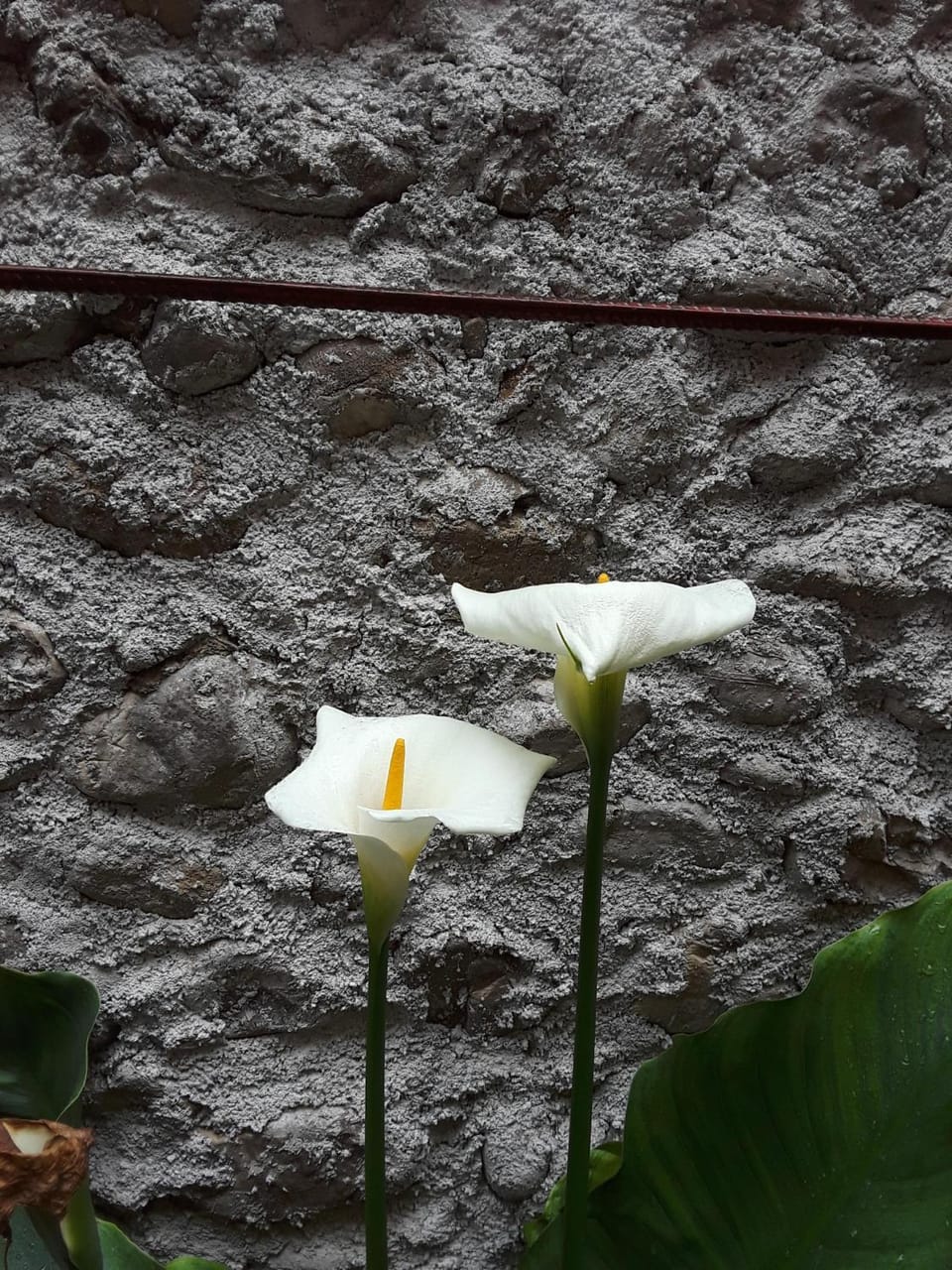 Eco Garten Guest House Bed and Breakfast in Montenegro