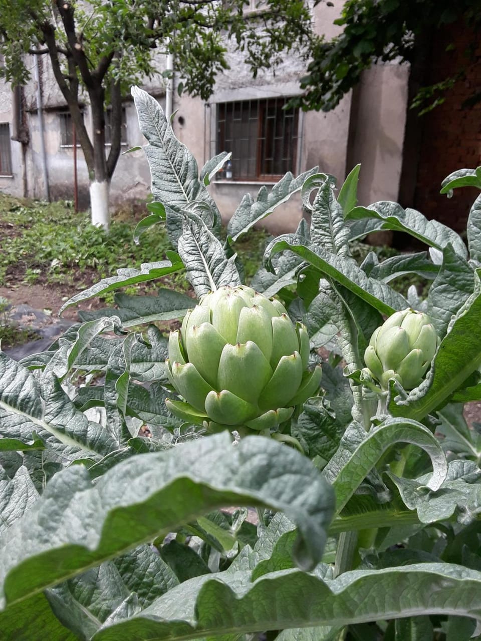 Eco Garten Guest House Bed and Breakfast in Montenegro