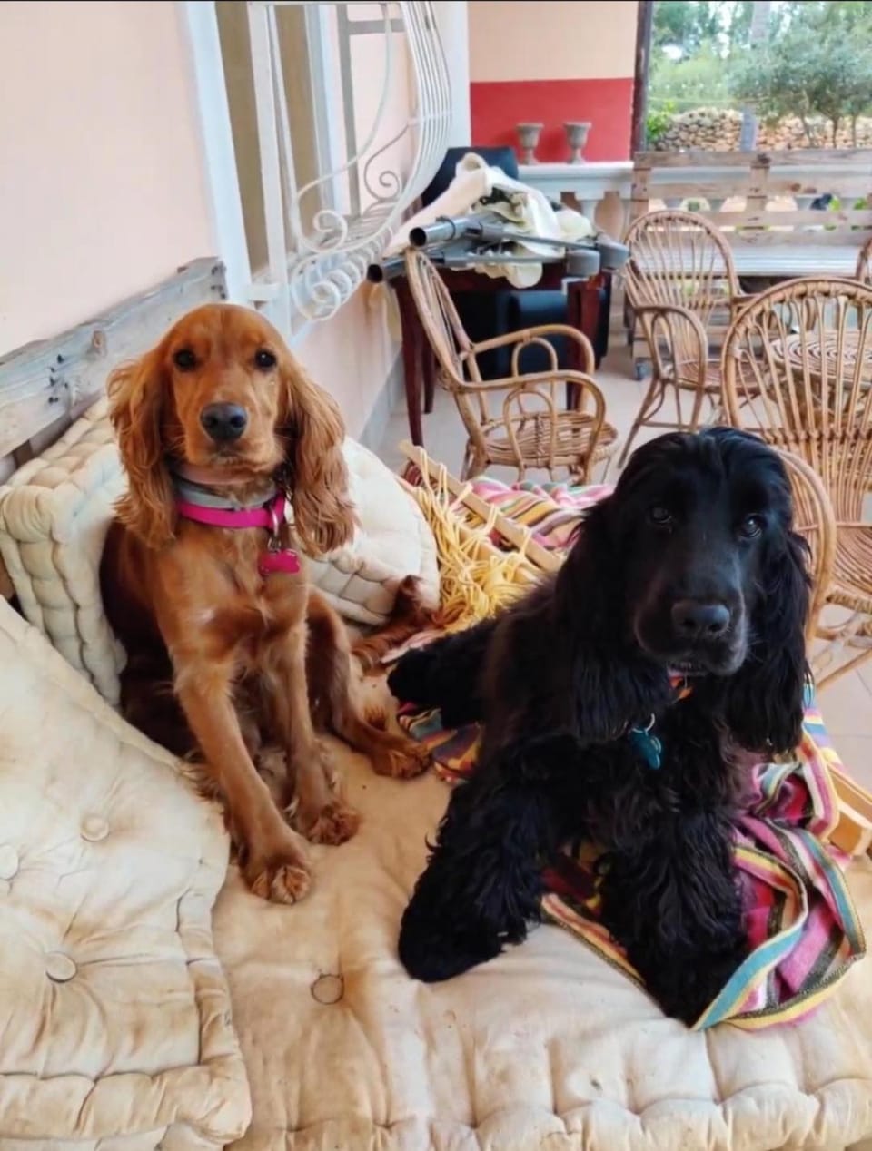 Pets