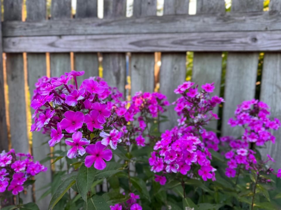 Garden view