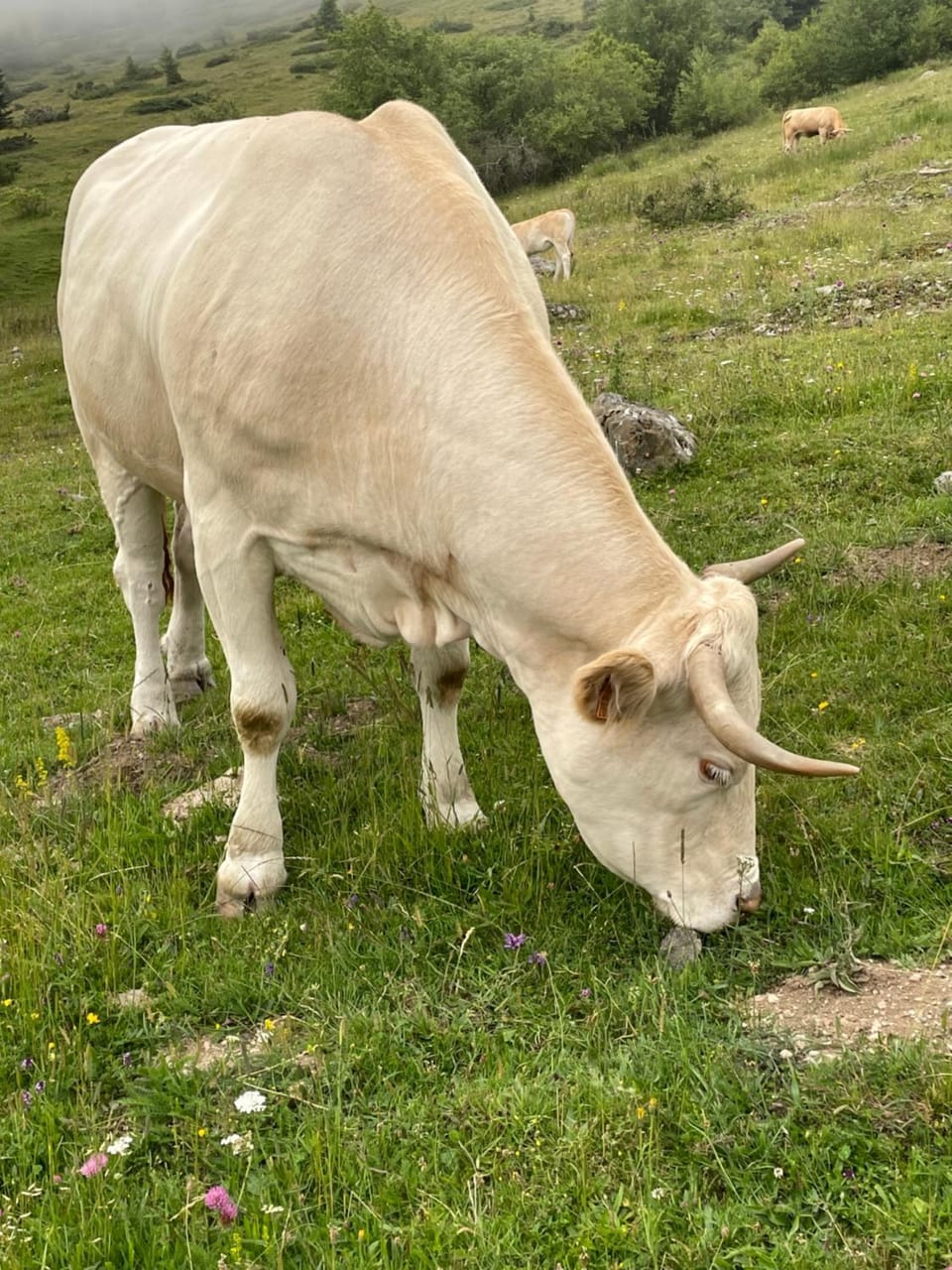 Garden, Animals