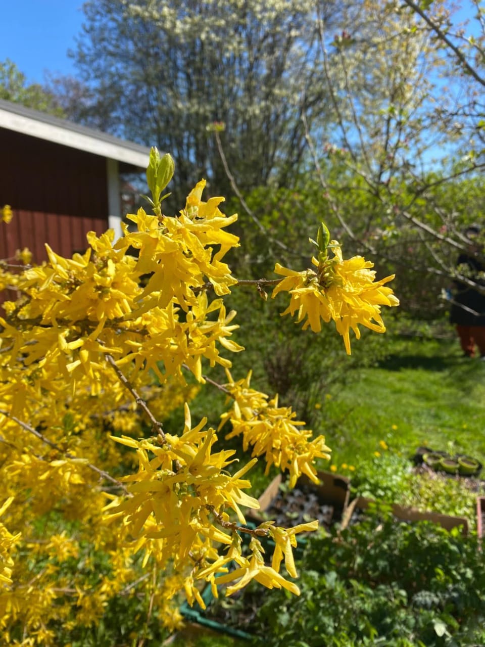 Spring