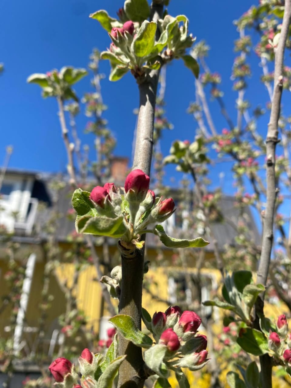 Spring