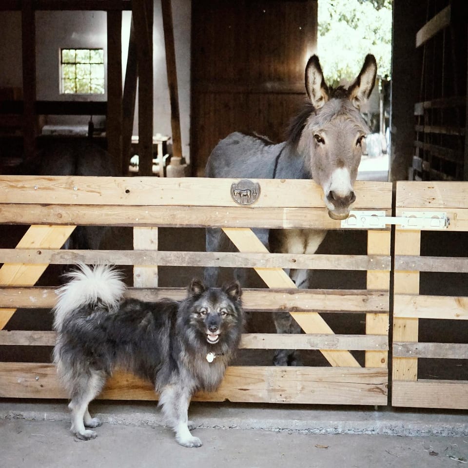 Animals, Pets