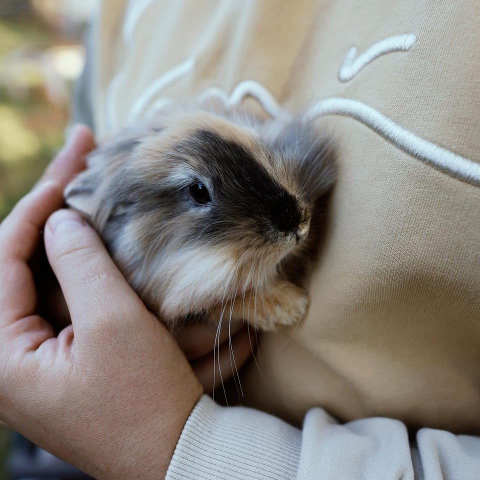 Pets