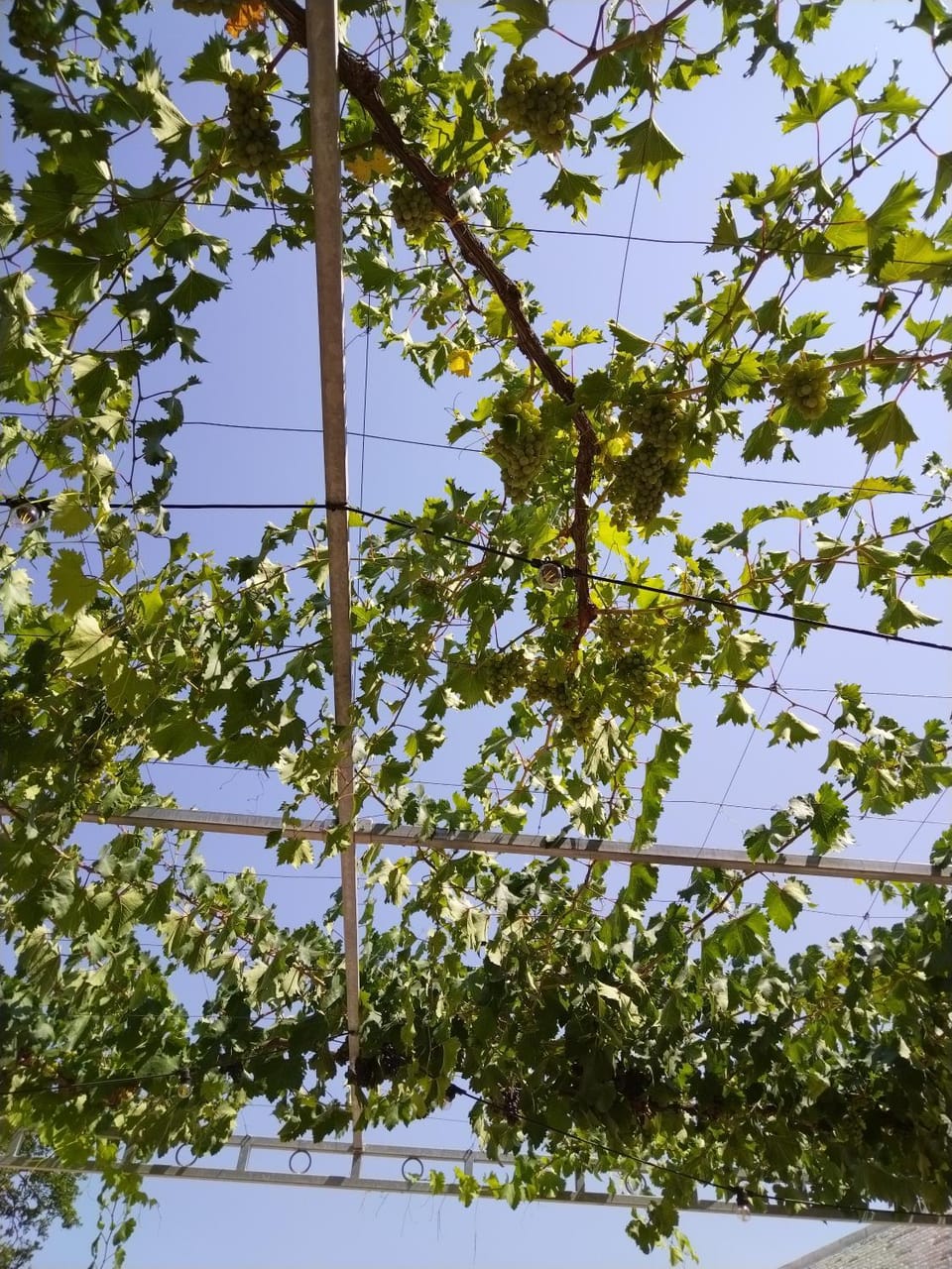 Masseria Catucci Agriturismo Farm Stay in Province of Taranto