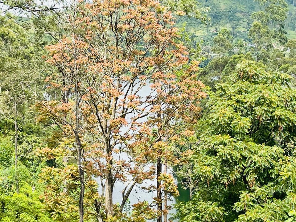 Dilusha home stay Vacation rental in Central Province