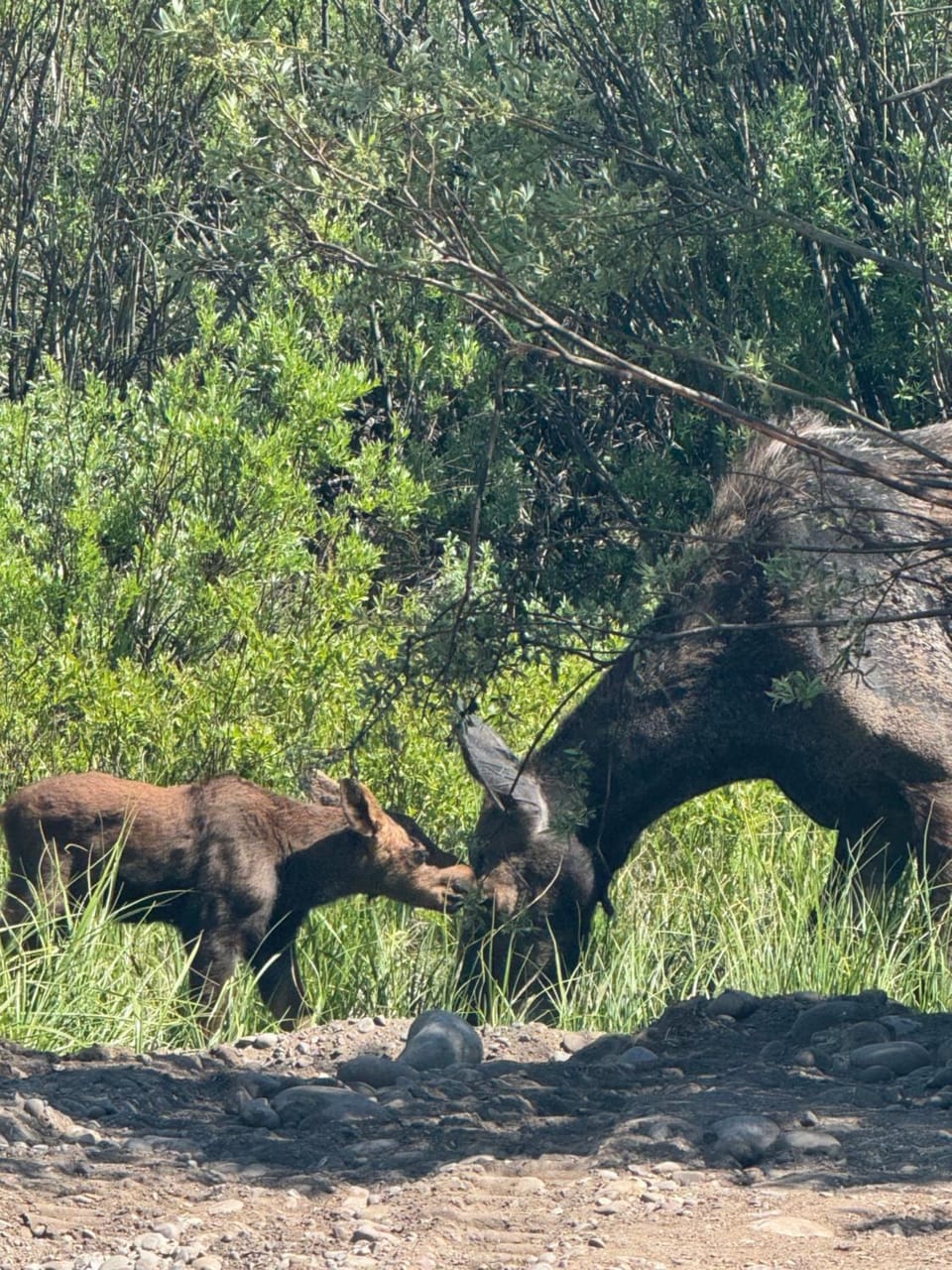 Animals