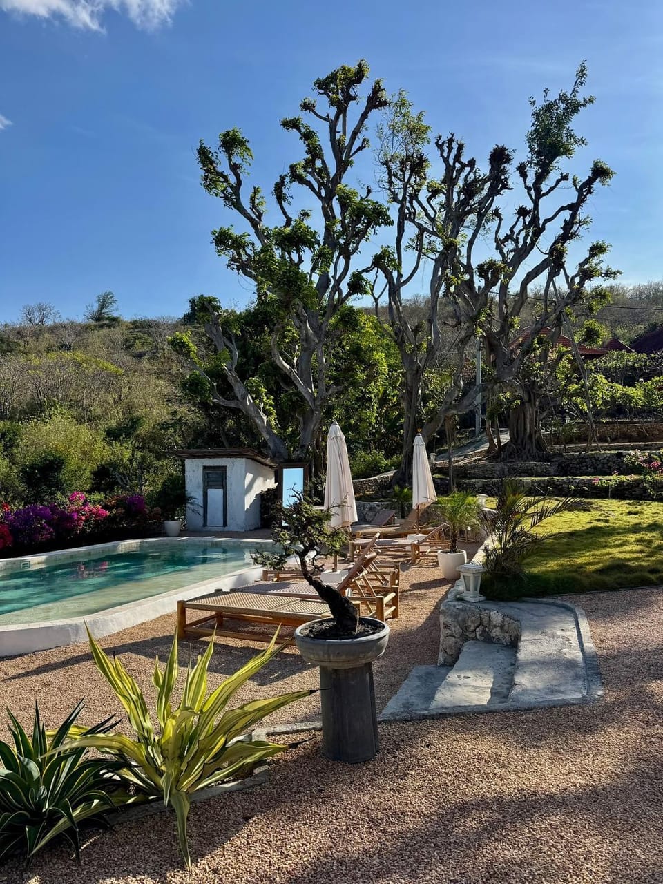 Spring, Day, Natural landscape, Garden, Garden view, Pool view, Swimming pool, sunbed