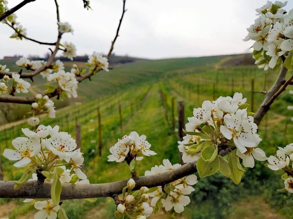 Cascina Valtignosa Camere Con Vigna Bed and Breakfast in Piedmont