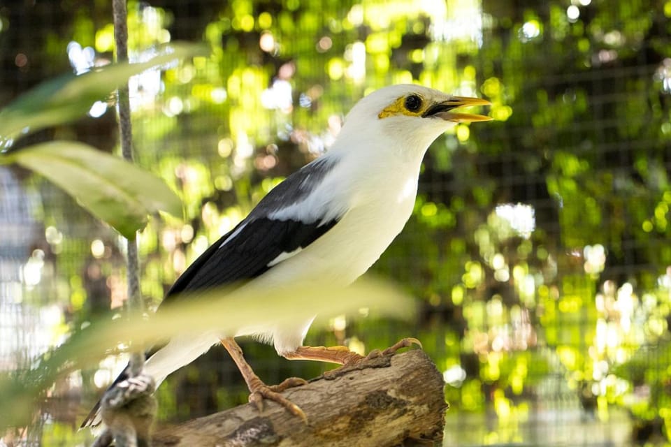 Bali Wildlife Rescue Center Vacation rental in Kerambitan