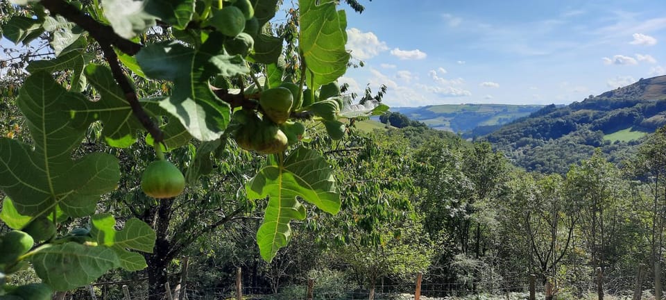 Natural landscape, Garden, View (from property/room), Mountain view, Mountain view