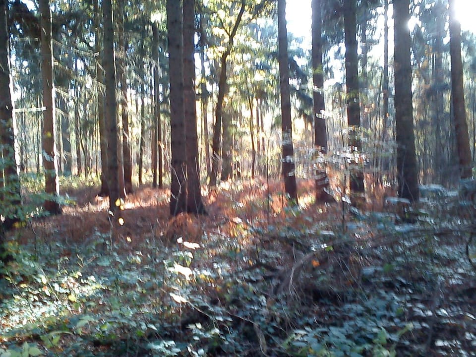 Natural landscape