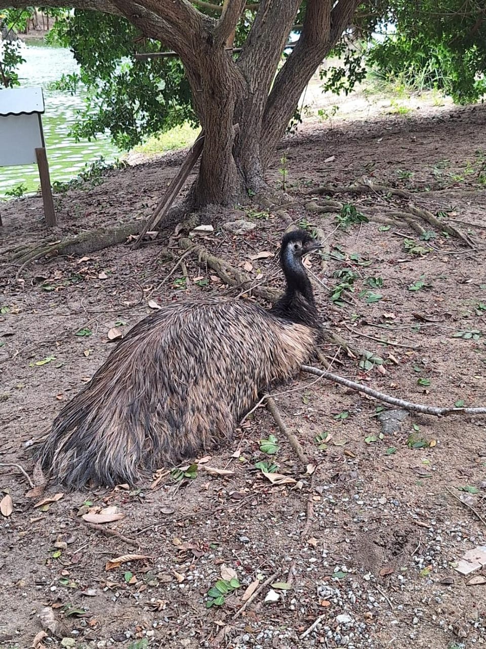 Natural landscape, Animals, Entertainment, Family