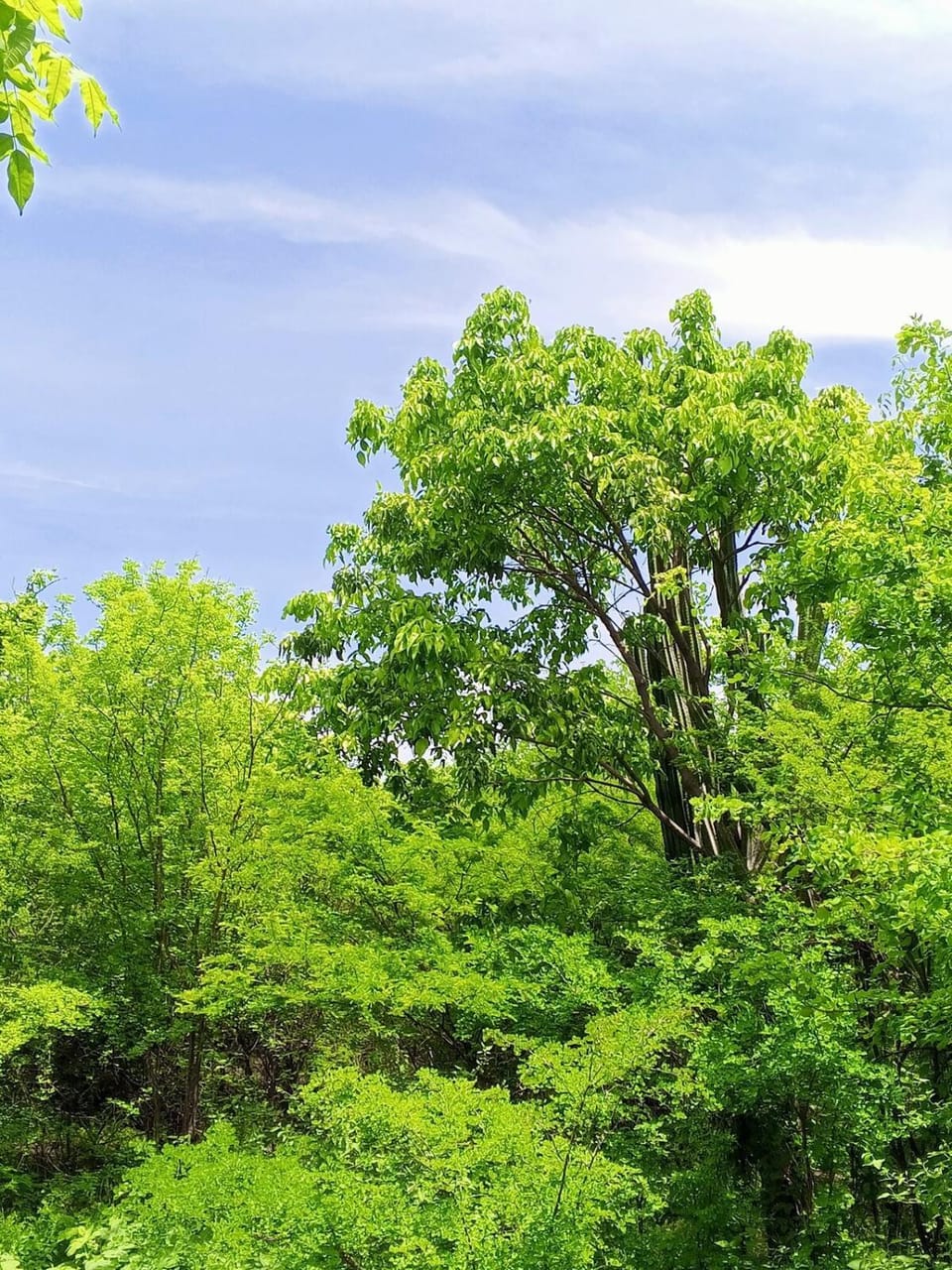 Natural landscape