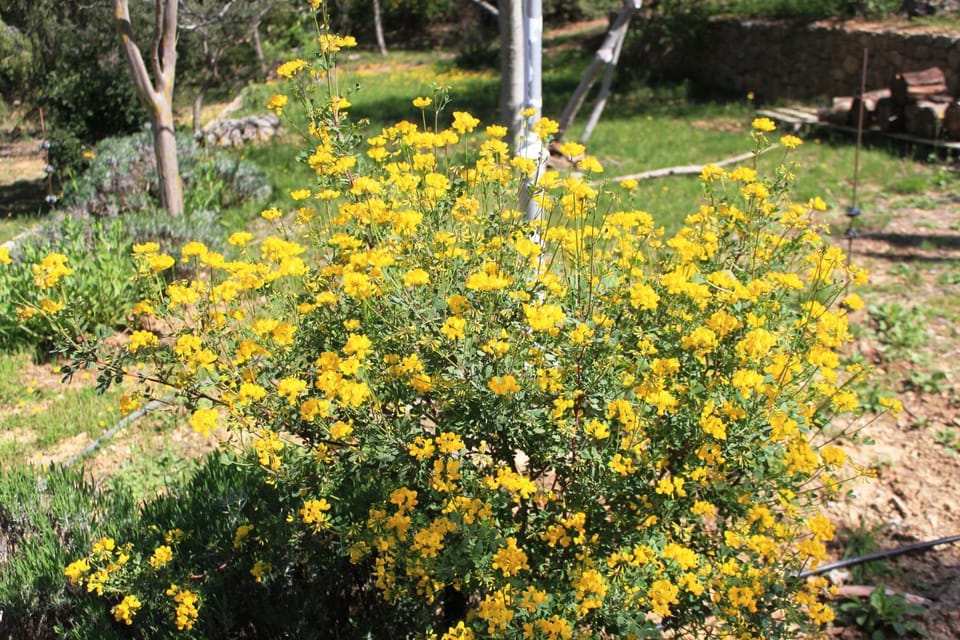 Spring, Day, Garden, Garden, Garden view