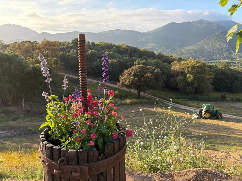 Spring, Day, Natural landscape, Garden, Garden, Garden view, Mountain view