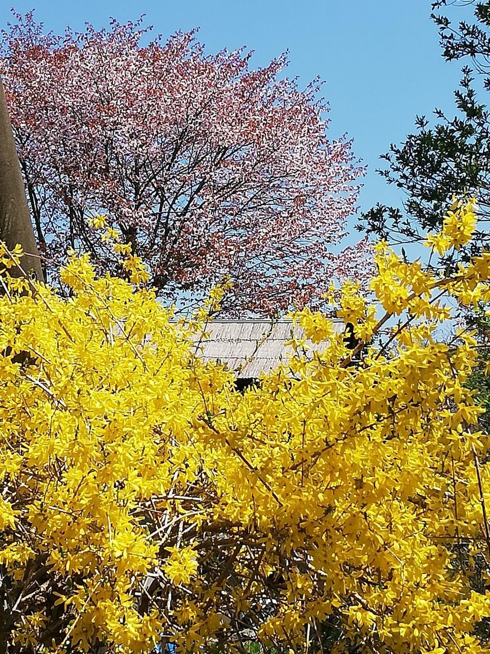 Spring