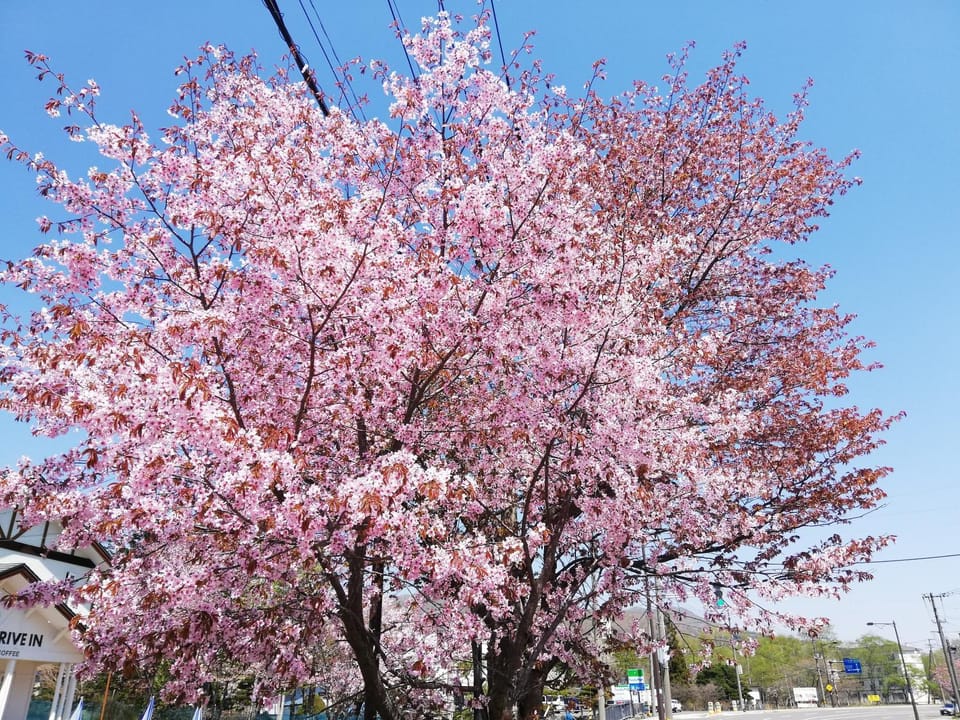 Spring