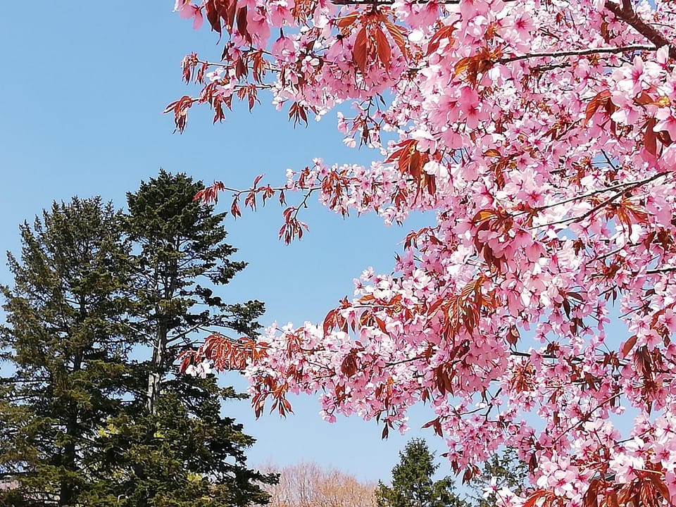 Spring