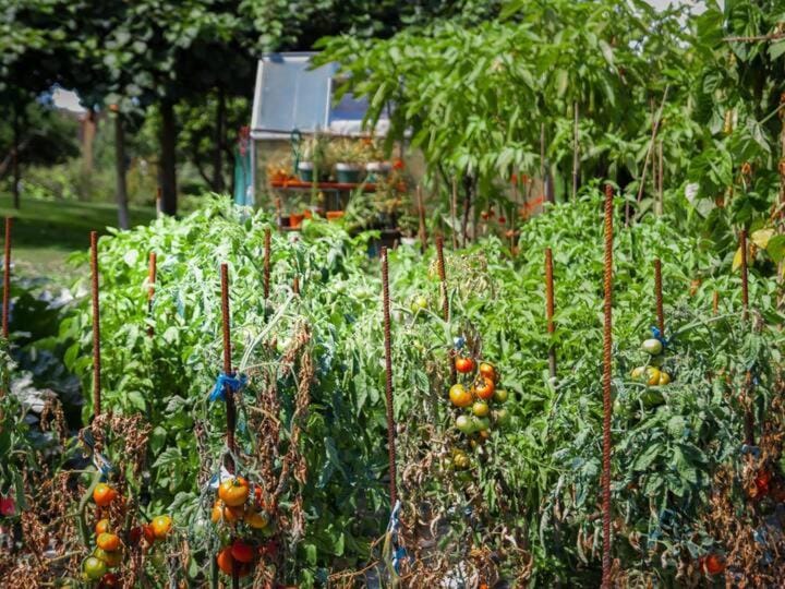 Spring, Day, Garden, Garden view