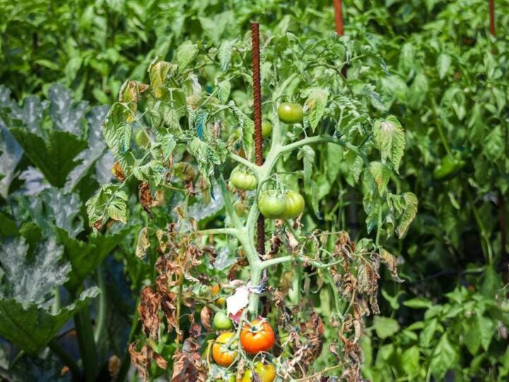 Spring, Day, Garden, Garden view